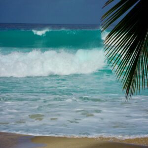 green palm tree near sea waves during daytime